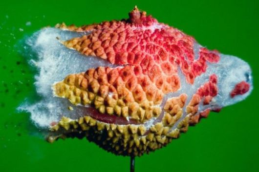 Exploding Food High Speed Photography