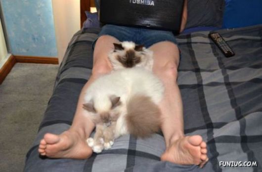 Awesome Animals - I Want One