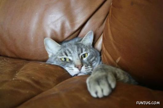 Awesome Animals - I Want One