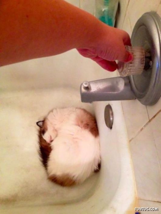 Awesome Animals - I Want One