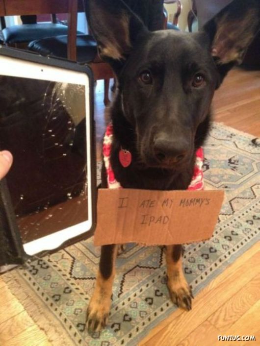 Awesome Animals - I Want One