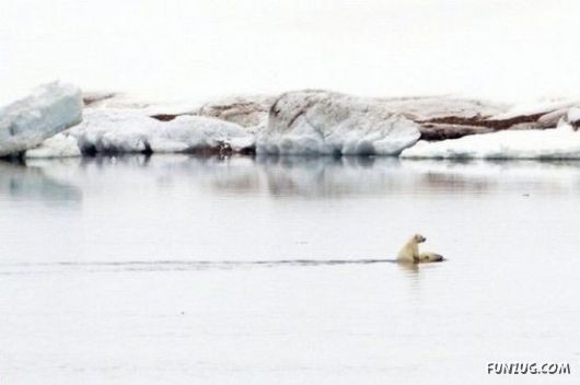 Awesome Animals - I Want One