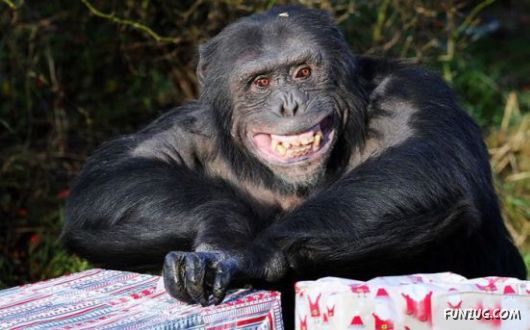 Awesome Animals - I Want One