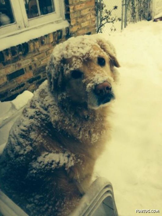 Awesome Animals - I Want One