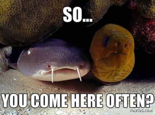 Awesome Animals - I Want One