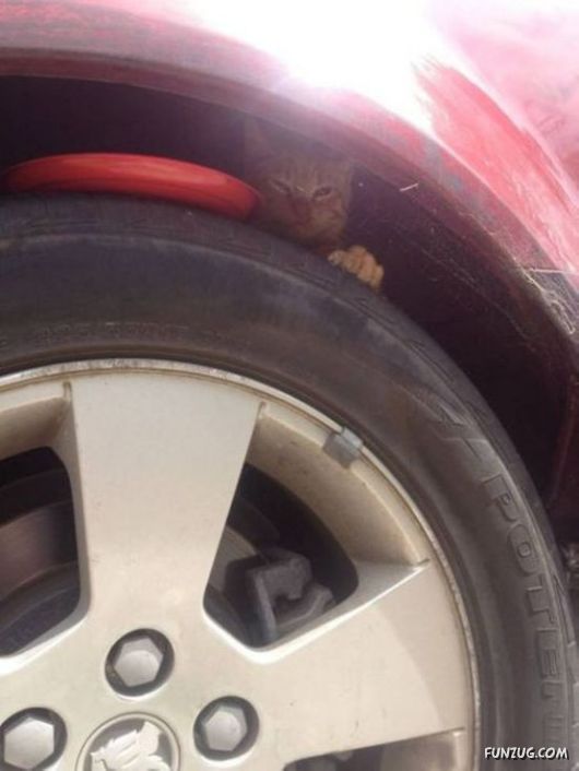 Awesome Animals - I Want One