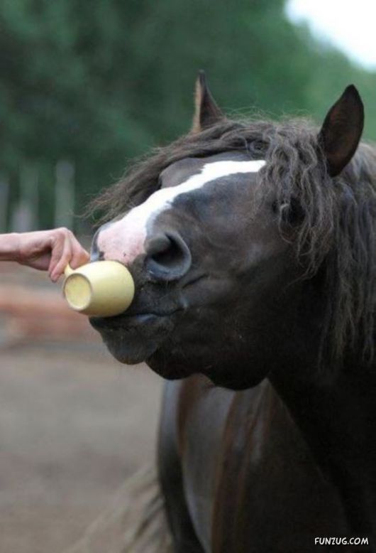 Awesome Animals - I Want One