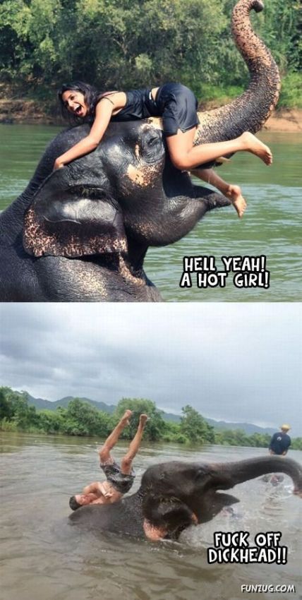 Awesome Animals - I Want One