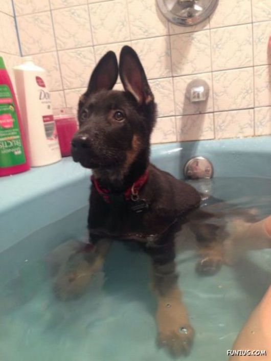 Awesome Animals - I Want One