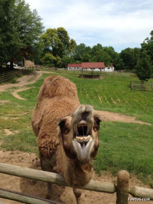 Awesome Animals - I Want One