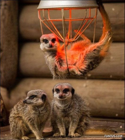 Awesome Animals - I Want One