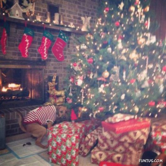 Awesome Animals - I Want One