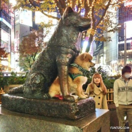 Awesome Animals - I Want One