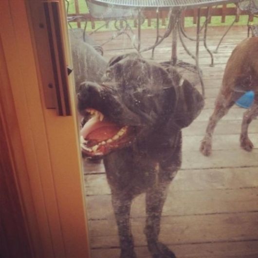 Hilarious Dogs That Forgot How To Dog