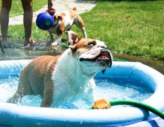 Hilarious Dogs That Forgot How To Dog