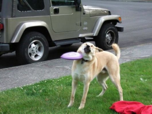 Hilarious Dogs That Forgot How To Dog