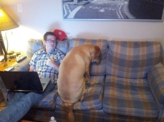 Hilarious Dogs That Forgot How To Dog