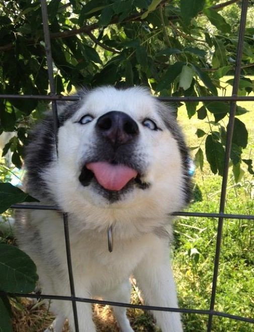 Hilarious Dogs That Forgot How To Dog