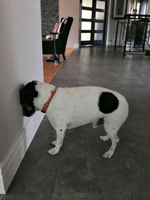 Hilarious Dogs That Forgot How To Dog