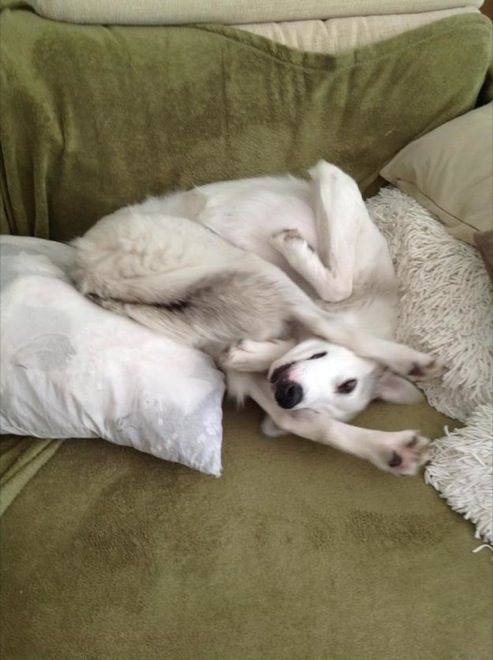 Hilarious Dogs That Forgot How To Dog