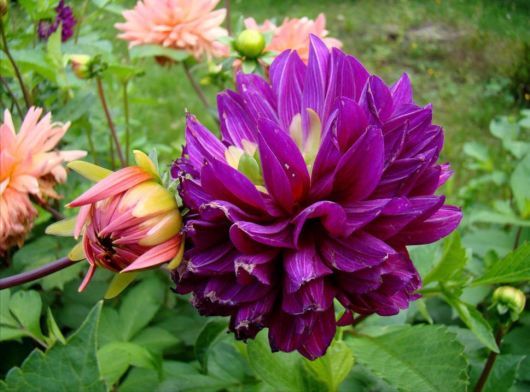 Beautiful Flowers For Everyone