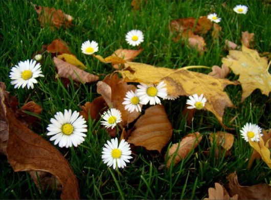 Beautiful Flowers For Everyone