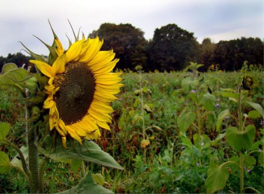 Beautiful Flowers For Everyone
