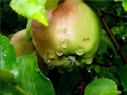 Beautiful Flowers For Everyone