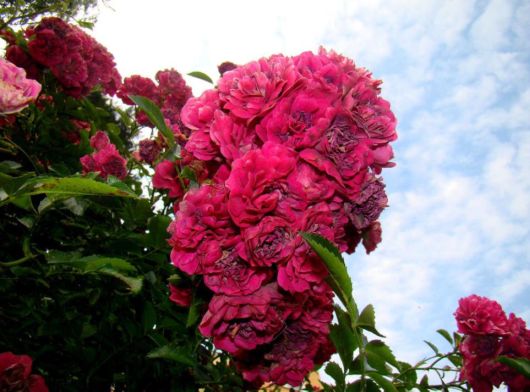 Beautiful Flowers For Everyone