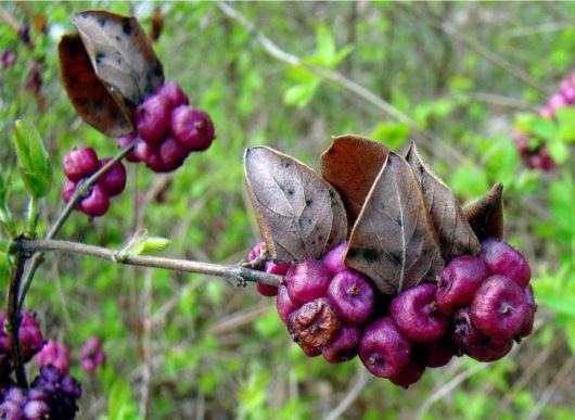 Beautiful Flowers For Everyone