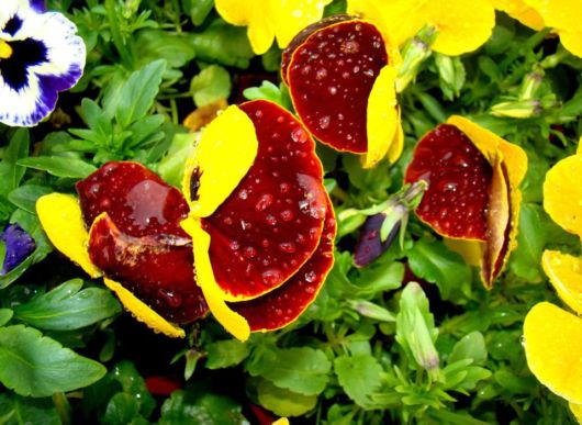 Beautiful Flowers For Everyone