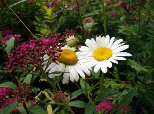 Beautiful Flowers For Everyone