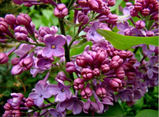 Beautiful Flowers For Everyone