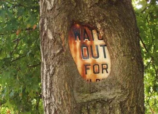 The Interesting Trees Predators