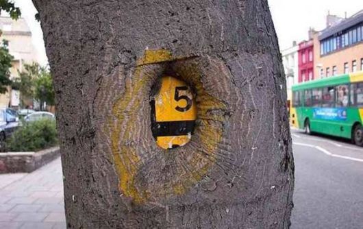 The Interesting Trees Predators