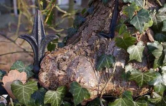 The Interesting Trees Predators