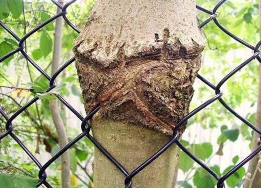 The Interesting Trees Predators