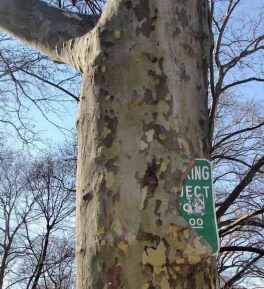 The Interesting Trees Predators