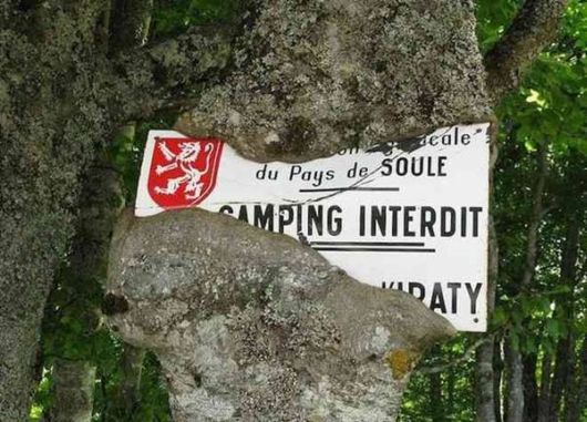 The Interesting Trees Predators