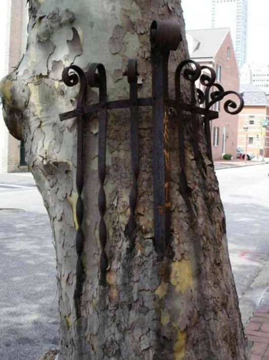 The Interesting Trees Predators