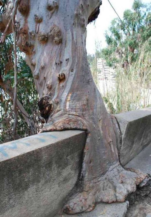 The Interesting Trees Predators