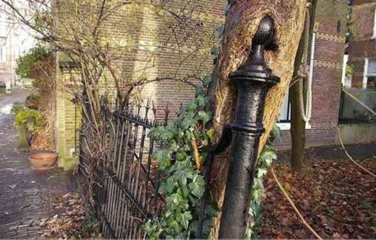 The Interesting Trees Predators