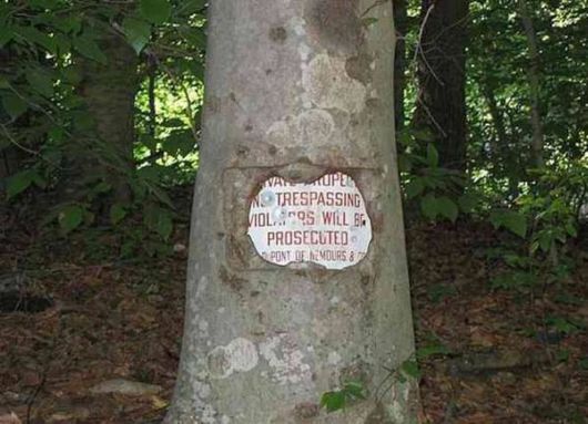 The Interesting Trees Predators