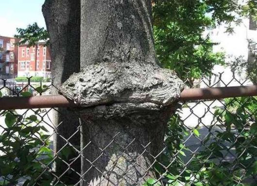 The Interesting Trees Predators