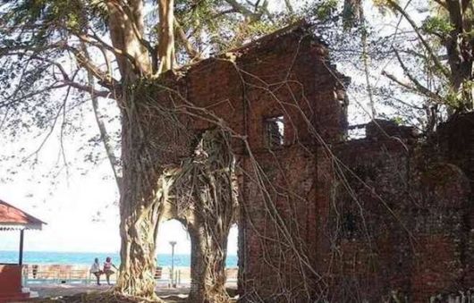 The Interesting Trees Predators