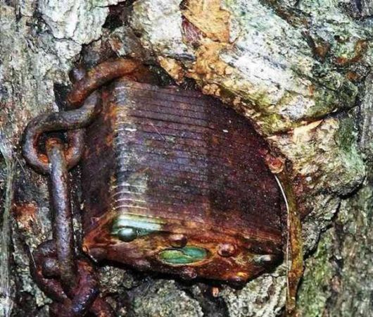 The Interesting Trees Predators