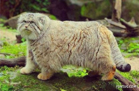 Amazing Animals Having Fun