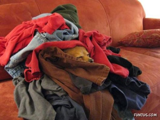 Amazing Animals Having Fun