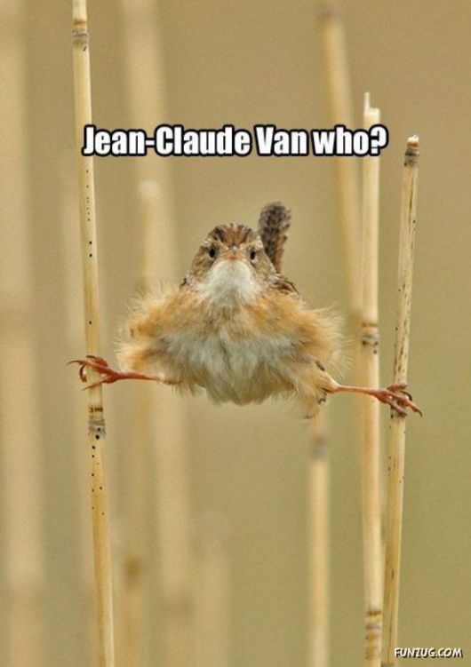 Amazing Animals Having Fun