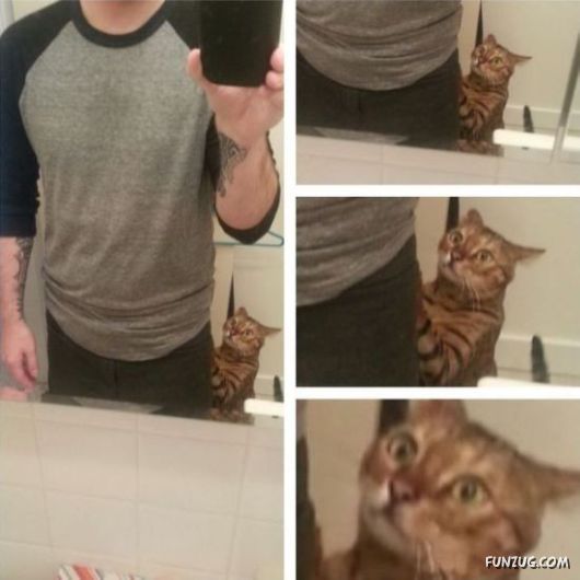 Amazing Animals Having Fun